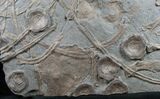 x Plate of Ichthyosaur Fossils - Posidonia Shale #13634-3